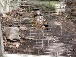 笼中站立的鸟儿