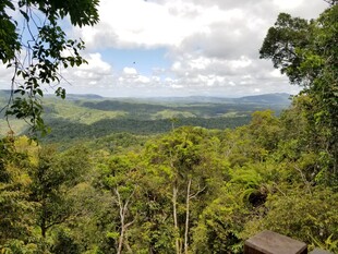 俯瞰茂密葱郁的森林景观