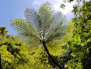 森林中的蕨类植物