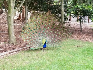 开屏的孔雀于林间草地