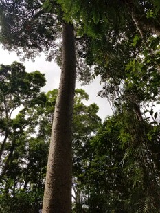 高耸入云的森林大树