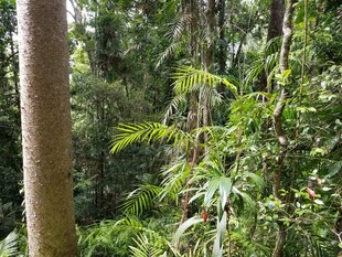 茂密森林中的繁茂绿植