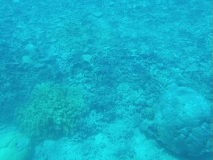 海底世界的神秘珊瑚景观