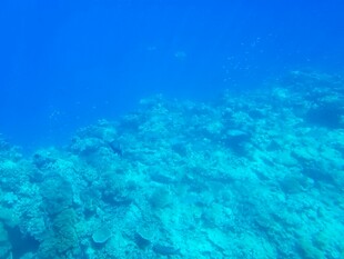 清澈海底的美丽珊瑚景观