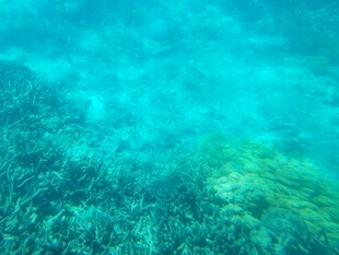 清澈海底的美丽珊瑚景观