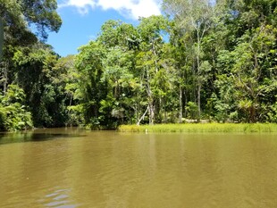 热带河流旁的繁茂森林
