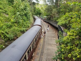 蜿蜒于丛林中的铁路轨道
