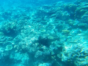 海底斑斓珊瑚景观