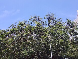 蓝天绿树风景图