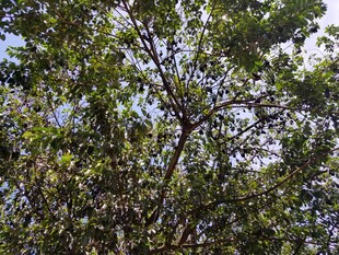 茂密枝叶的繁茂树木