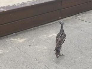 地面上行走的小鸟