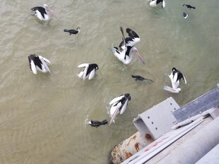 海边群鸟聚集于浅滩处