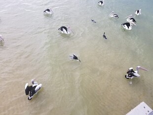 浅滩上的黑白水鸟群