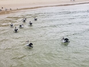 海滩上的多人水中活动
