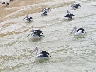 海滩上群集的鹈鹕