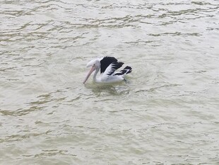 水中嬉戏的黑白动物