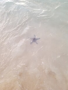 沙滩上的孤独海星