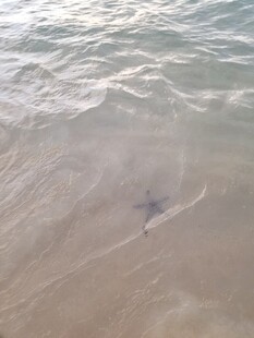 沙滩上的海浪与神秘黑影