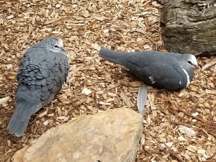 地面上休憩的两只鸽子