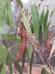 树枝上的蚕宝宝