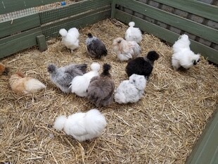 鸡群在稻草上休憩