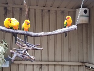 树枝上的多彩鹦鹉