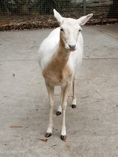 站立的白色小羊