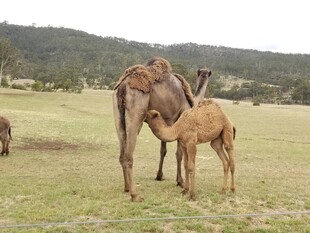 草原上的骆驼母子