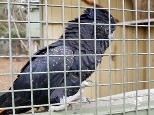 笼中黑鹦鹉