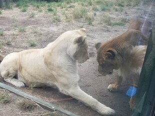 狗与狮互动场景