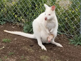 白色袋鼠坐于户外