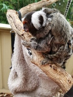 懒猴依偎树枝休憩