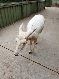 户外行走的白色山羊