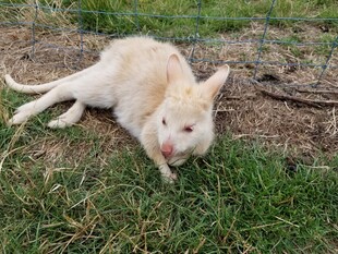 草地上休憩的白色袋鼠