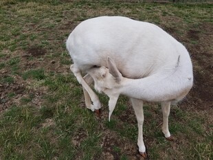草地上挠痒的白色山羊