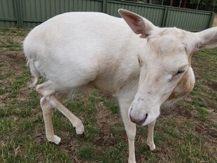 白色山羊站立于草地
