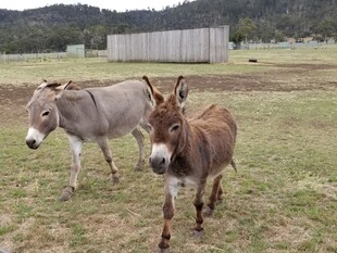 田野中的两头驴子