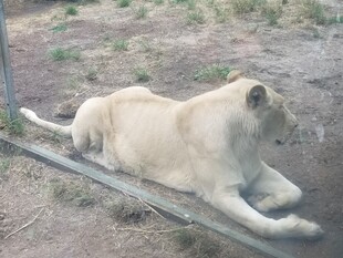 卧躺的白色狮子