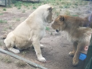 小狗与小狮子亲密互动