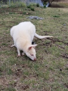 草地上的白色小动物