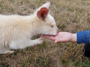 人与小白羊亲密互动瞬间