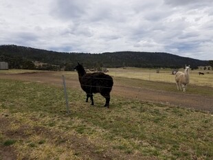 草原上的羊驼与白马
