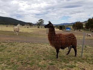 草地上的棕色羊驼