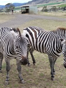 草原上的斑马群