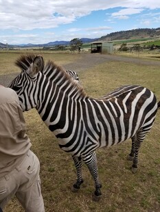 人与斑马亲密接触