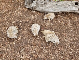 地面上的小动物