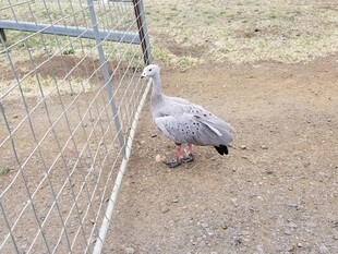 围栏边觅食的灰鸟