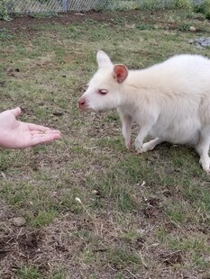 白袋鼠在草地好奇张望