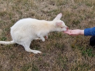 人与白袋鼠亲密互动瞬间