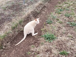 野外白袋鼠蹲坐于小径